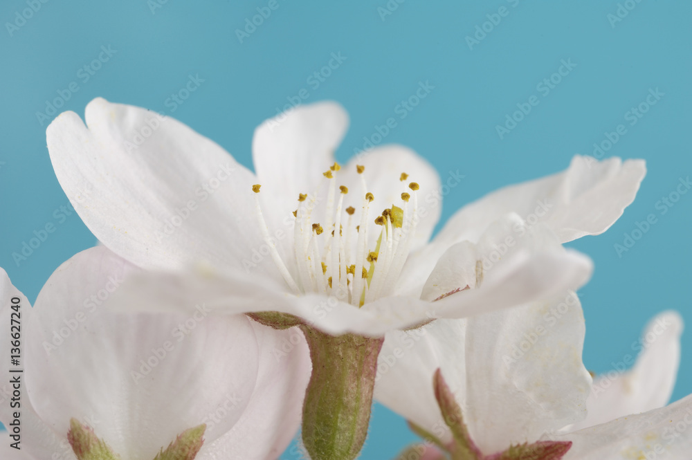 Fototapeta premium 桜の花