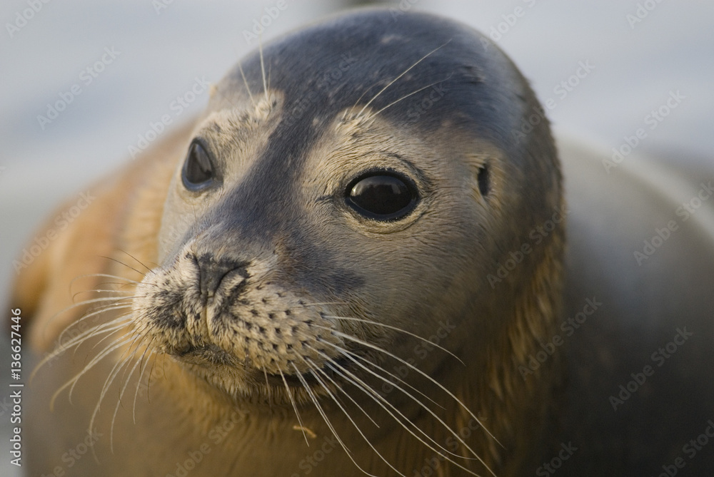 Fototapeta premium Phoca vitulina vitulina / Phoque veau marin de l'Atlantique