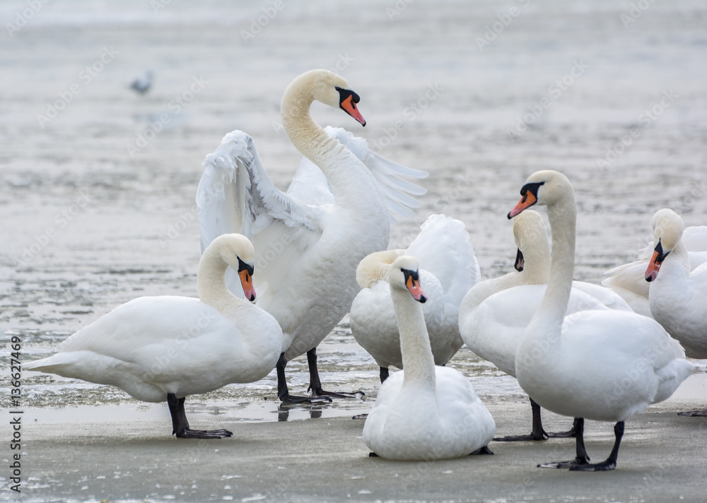 White swans on ice frozen sea. Winter. White swans on ice frozen sea. Winter.
