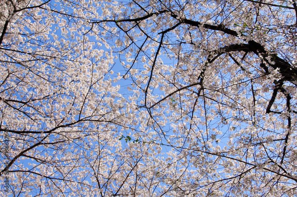 Obraz premium 青空と桜