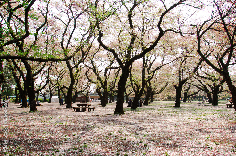 散った桜の花びらで埋め尽くされた地面 散った桜の花びらで埋め尽くされた地面
