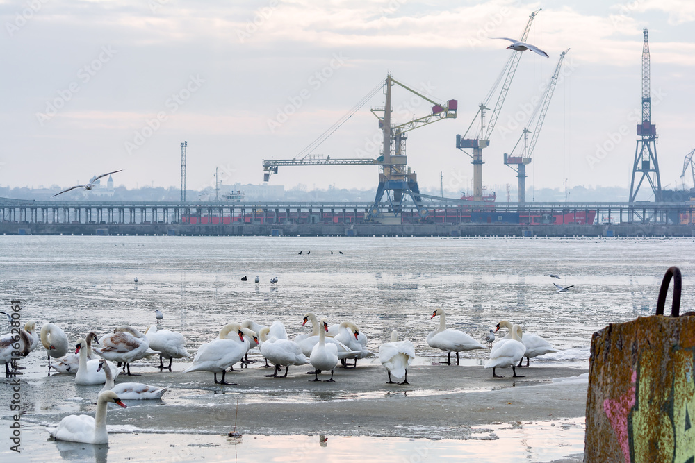 Swans, seagulls and ducks on ice frozen sea. Winter.