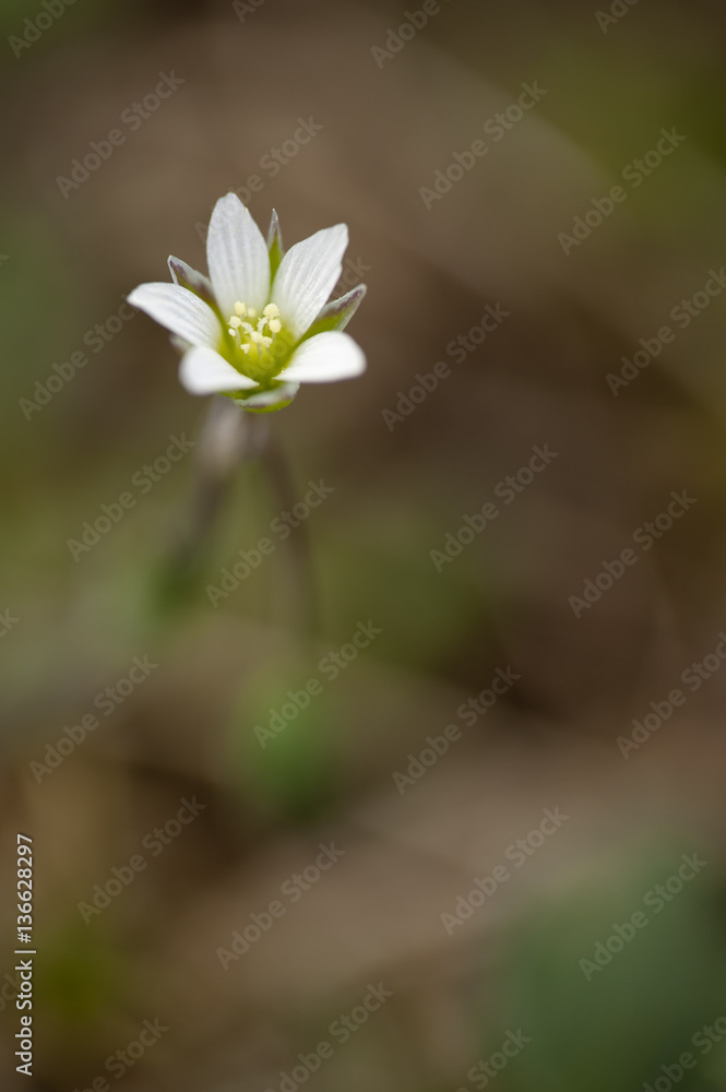 Holosteum umbellatum subsp. hirsutum / Holostée hirsute Holosteum umbellatum subsp. hirsutum / Holostée hirsute