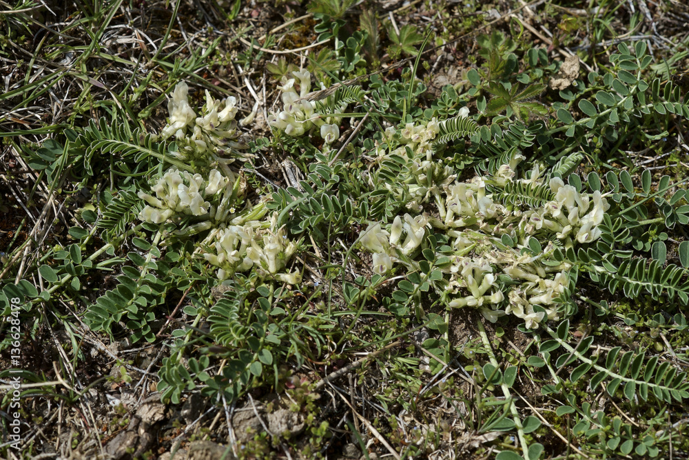 Astragalus depressus / Astragale nain / Astragale prostré Astragalus depressus / Astragale nain / Astragale prostré