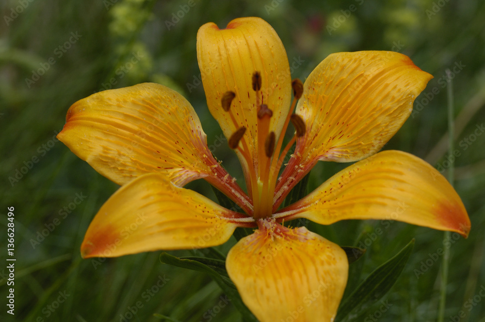 Lilium croceum / Lis orangé Lilium croceum / Lis orangé