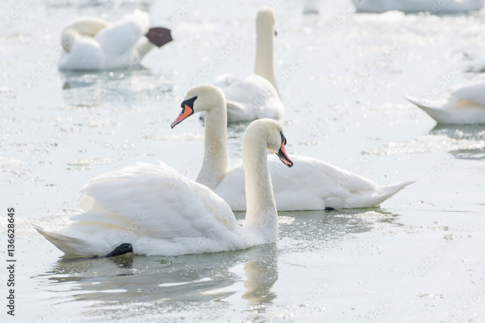 Fototapeta premium White swans on ice frozen sea. Winter.