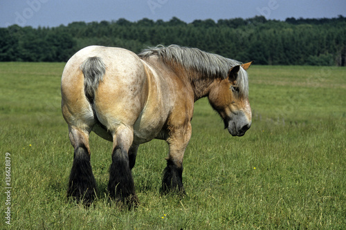 cheval de trait ardennais photo