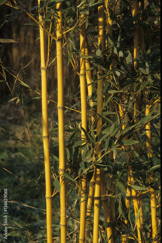 Phyllostachys aurea / Bambou doré photo