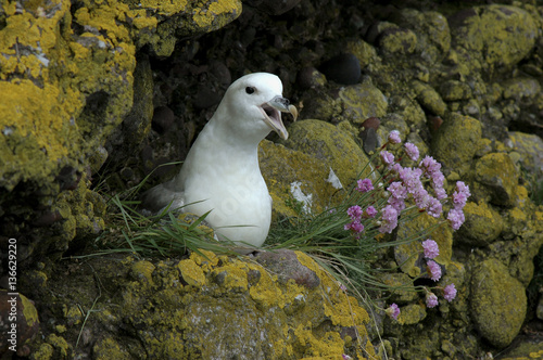 Fulmarus glacialis / Pétrel fulmar photo