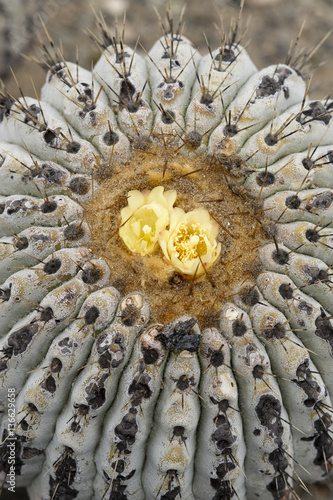 Copiapoa cinerea subsp. haseltoniana photo