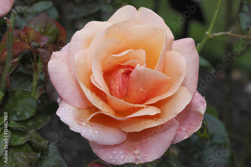 Rosa x / Rose 'Amberlight' photo
