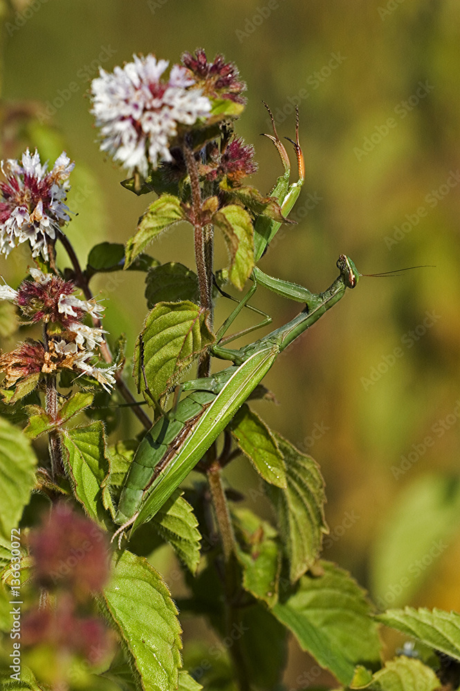 Mantis religiosa / Mante religieuse Mantis religiosa / Mante religieuse