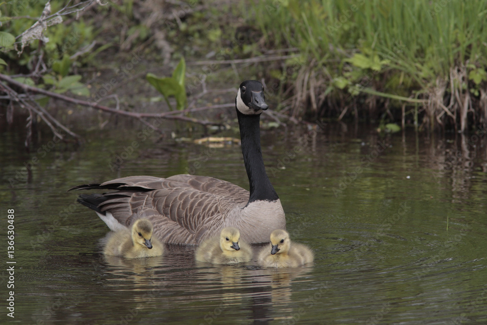 Branta canadensis / Bernache du Canada Branta canadensis / Bernache du Canada