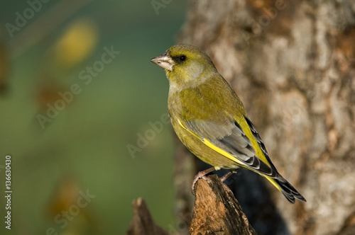 Carduelis chloris / Verdier d'Europe