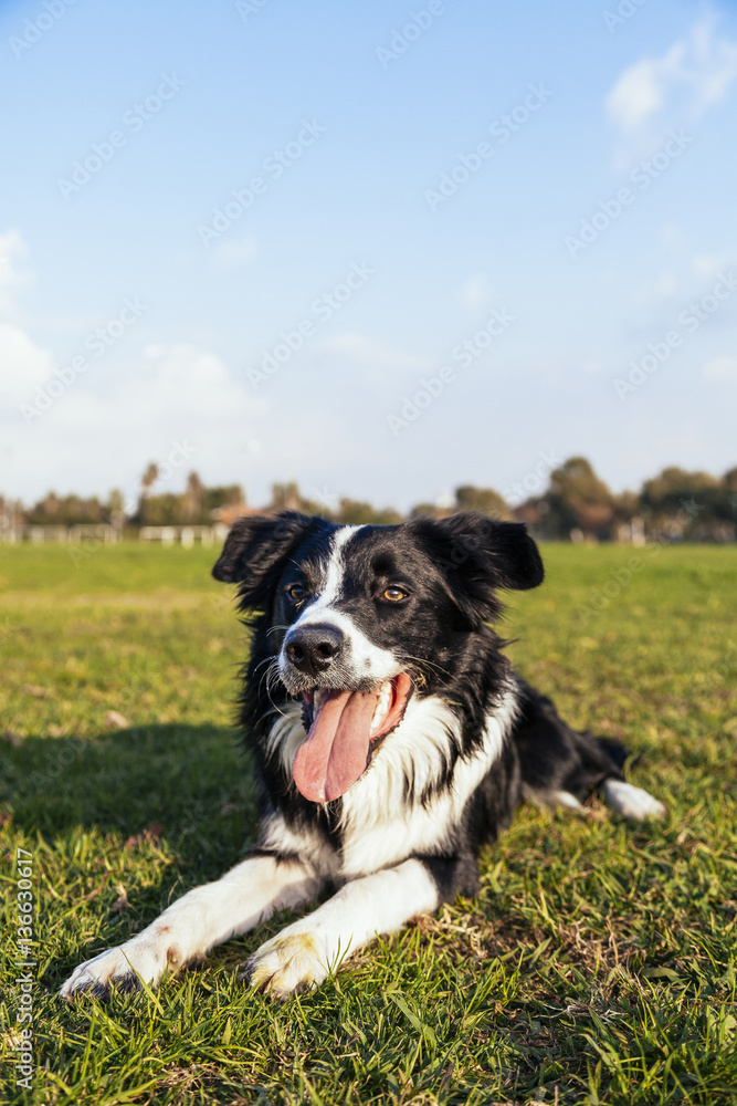 Border Collie Dog Sitting in Park