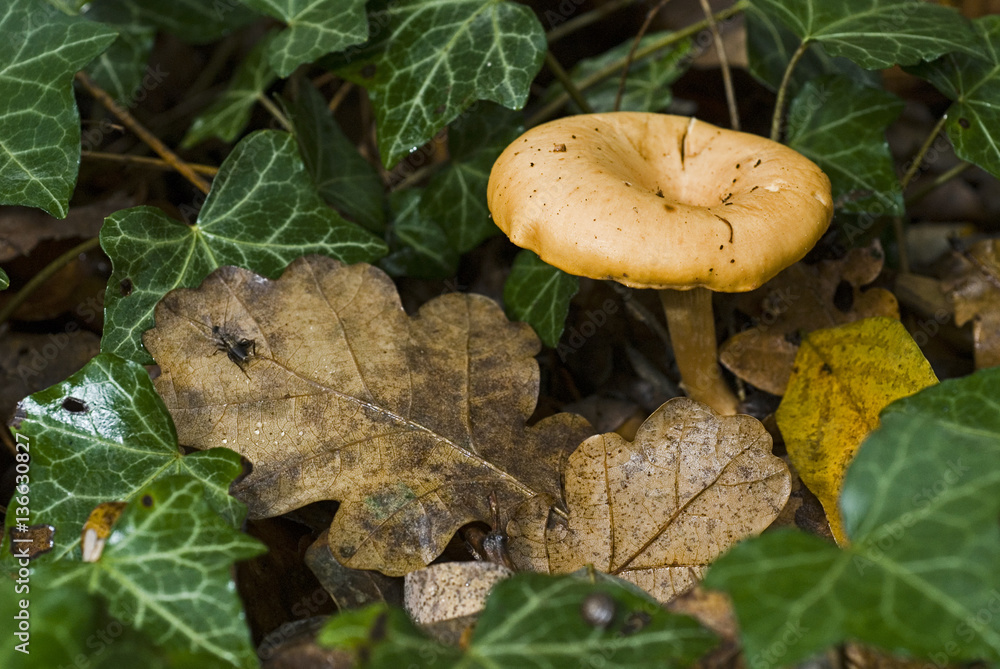 Clitocybe inversa / Clitocybe inversé Clitocybe inversa / Clitocybe inversé