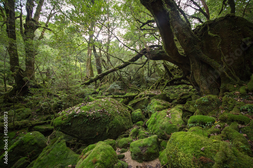 Moss forest in Shiratani Unsuikyo  Yakushima Island  World Heritage Site in Japan