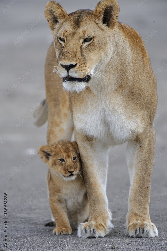 Panthera Leo Lion Lionne Lionceau Stock Photo Adobe Stock Panthera Leo Lion Lionne Lionceau Stock Photo Adobe Stock