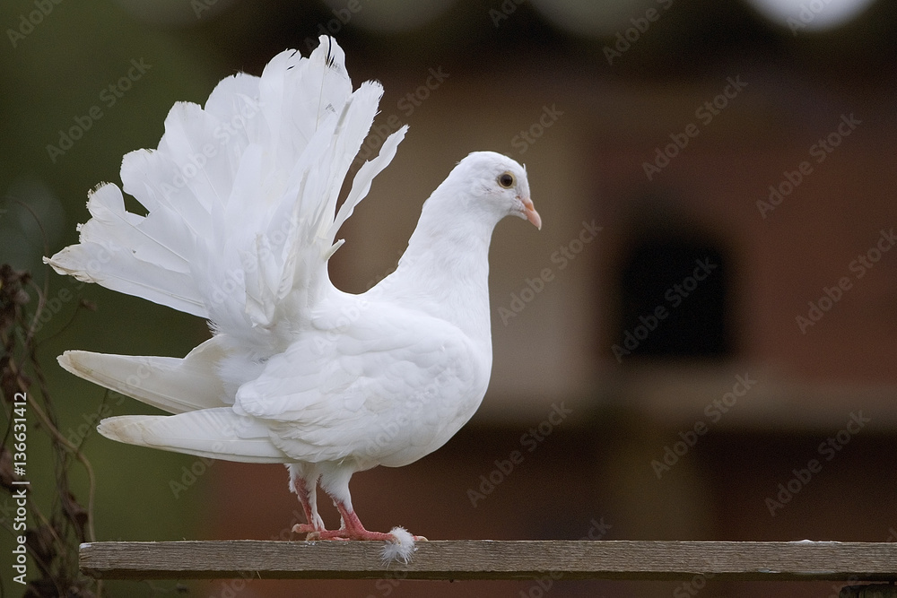 Columba Domesticus Pigeon Paon Stock Photo Adobe Stock