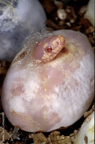 Lampropeltis californae albinos