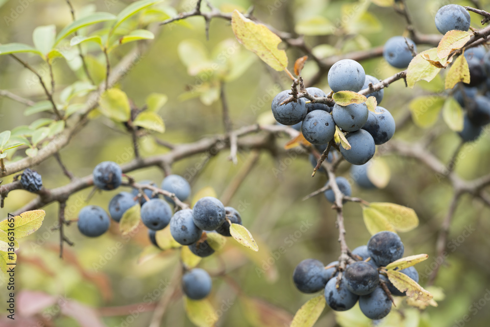 Prunus spinosa / Prunellier commun Prunus spinosa / Prunellier commun