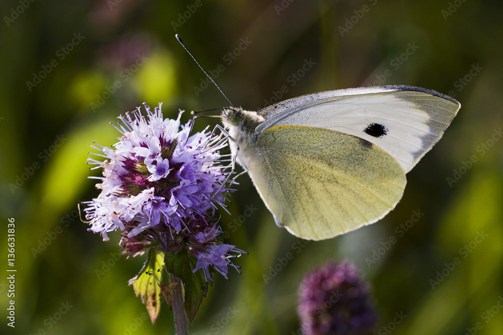 Pieris brassicae / Piéride du chou Pieris brassicae / Piéride du chou