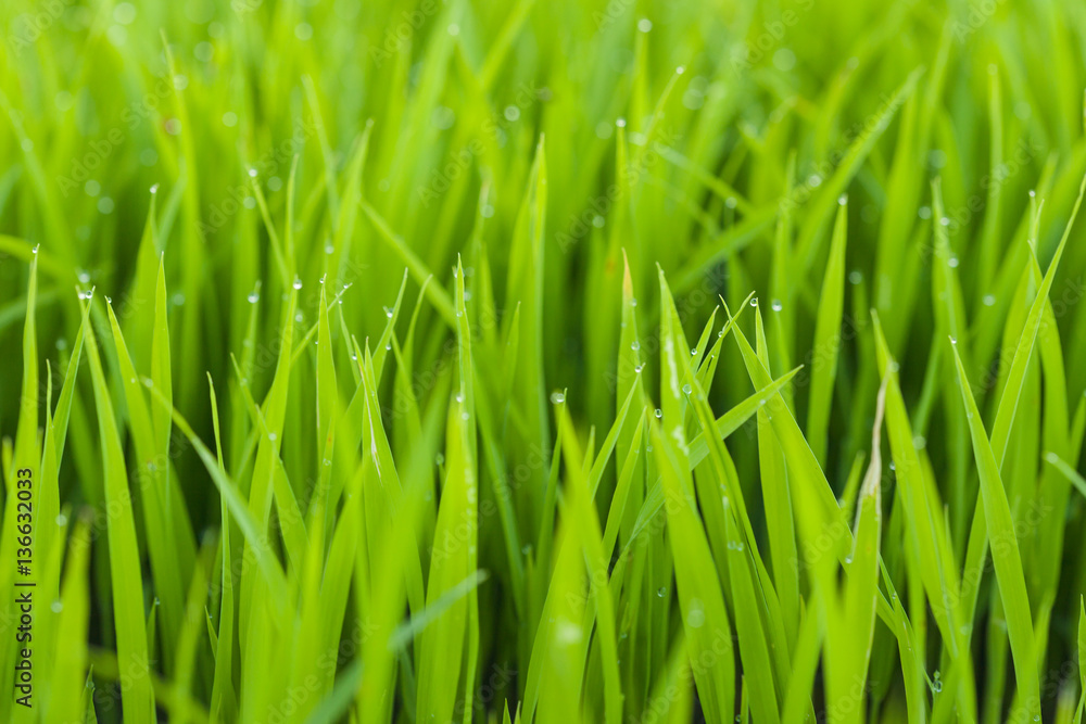 Green paddy field with dew drops during sunrise Green paddy field with dew drops during sunrise