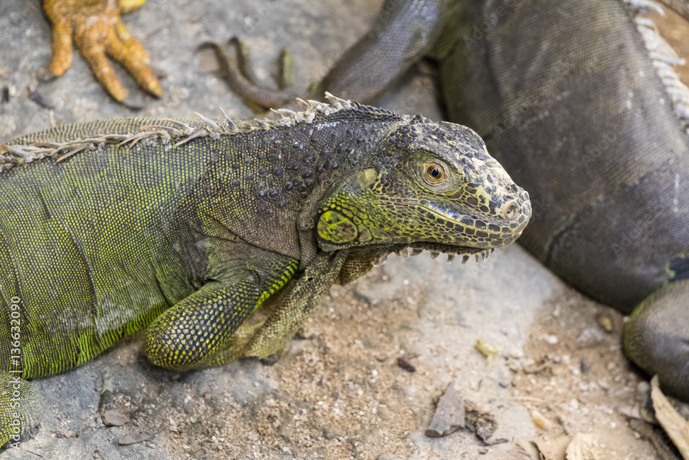 Image of a iguana on nature background. Wild animals. Image of a iguana on nature background. Wild animals.