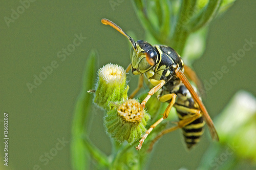 Polistes nimpha / Poliste photo