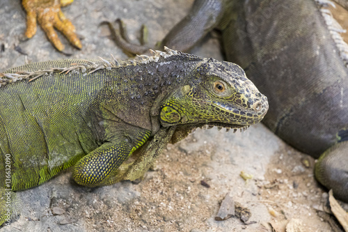 Image of a iguana on nature background. Wild animals.