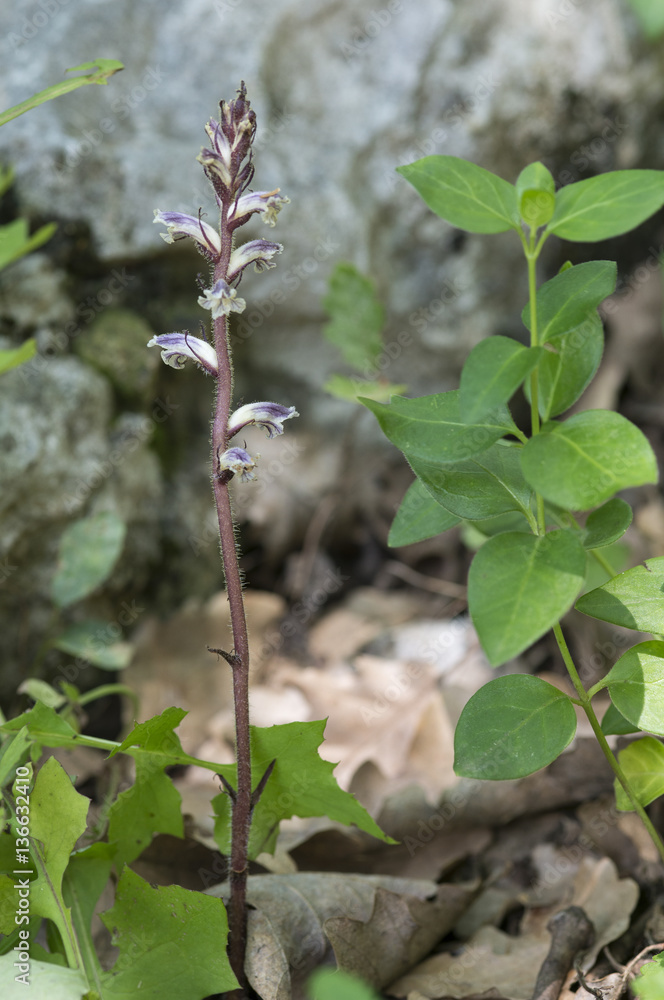 Orobanche minor / Orobanche du trèfle Orobanche minor / Orobanche du trèfle