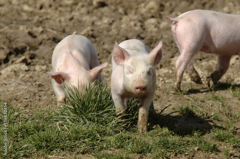 Cochon Cochon