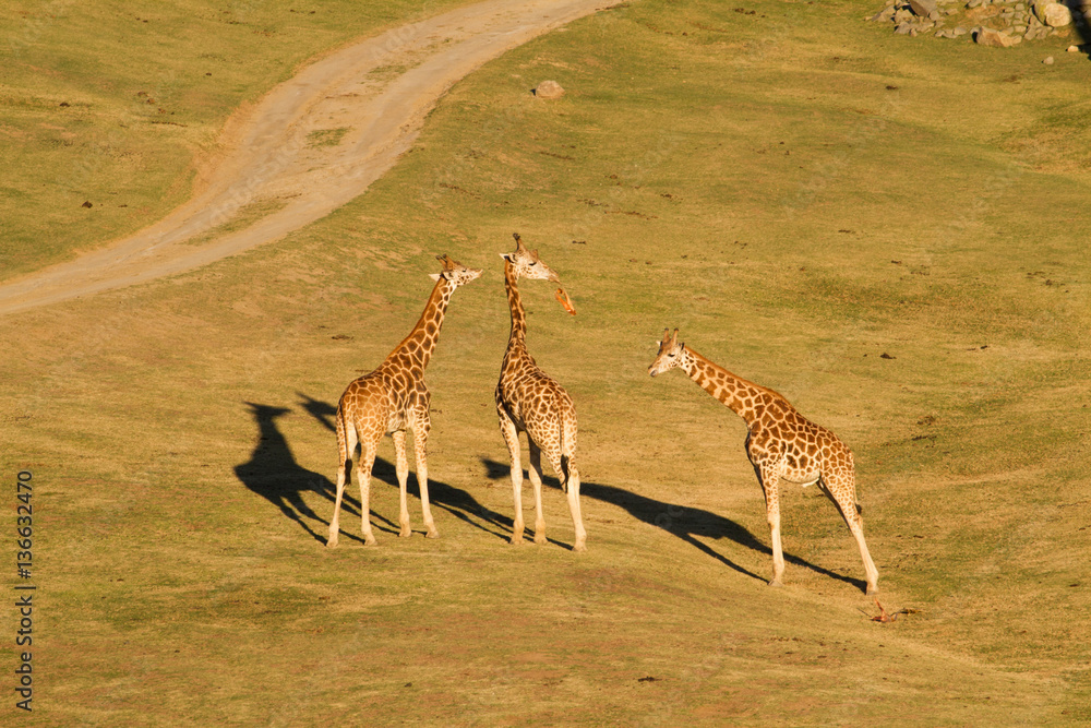 Obraz premium Giraffes in San Diego zoo Safari