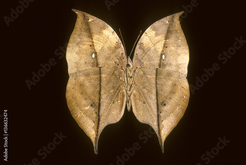 Kallima paralekta / Papillon-feuille photo