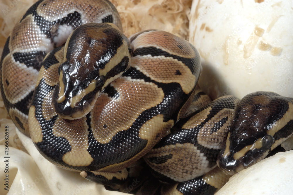 Obraz premium Python regius / Python royal