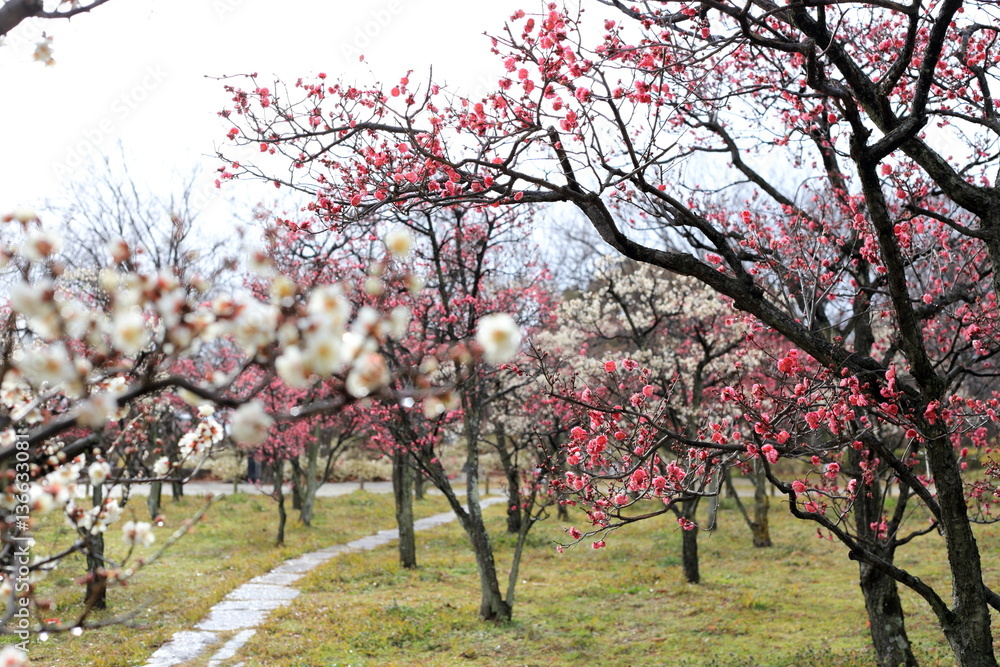 Japanese plum blossoms (ume) begin blooming.