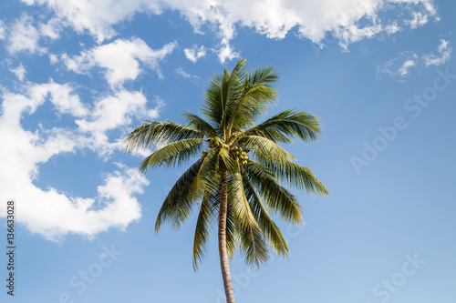 coconut tree under cloud and blue sky