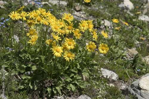 Doronicum grandiflorum / Doronic à grandes fleurs photo