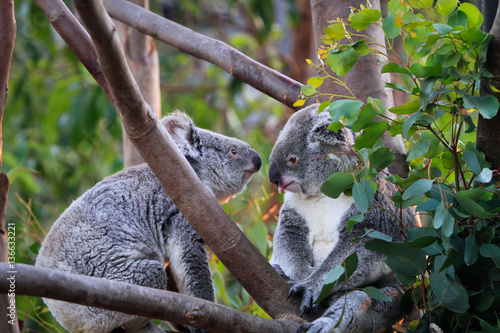 Photography Koala in Sandiego zoo