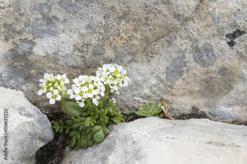 Pritzelago alpina subsp. alpina / Cresson de chamois