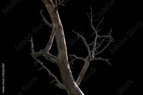 Schilderij op canvas Dead tree on black background