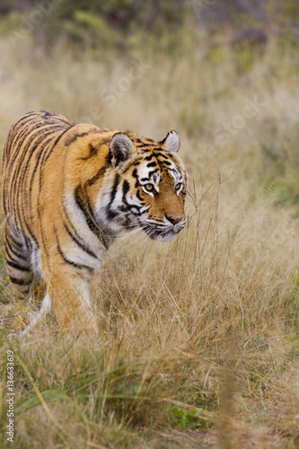 Panthera tigris tigris / Tigre du Bengale