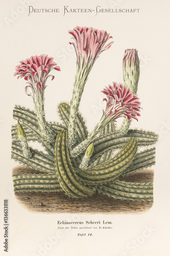 Echinocereus Scheeri photo