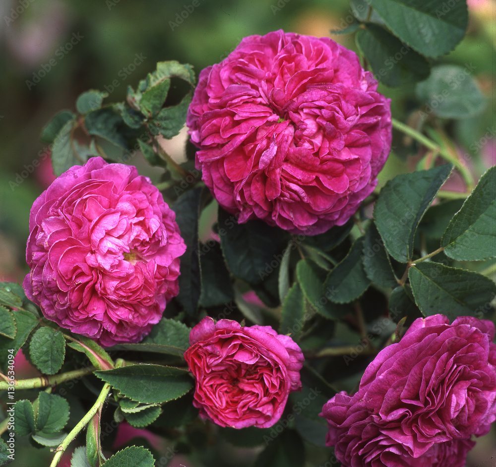 Rose 'Charles de Mills'