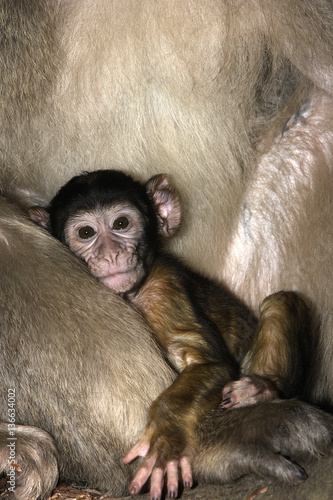Macaca sylvanus / Magot / Macaque de Barbarie © PIXATERRA
