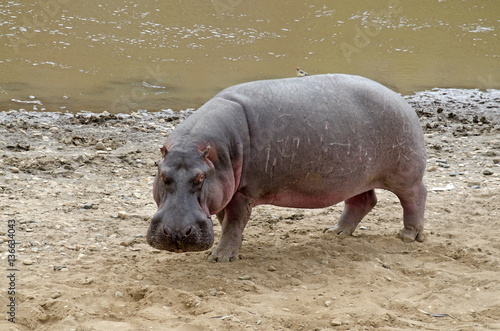 Hippopotamus amphibius / Hippopotame