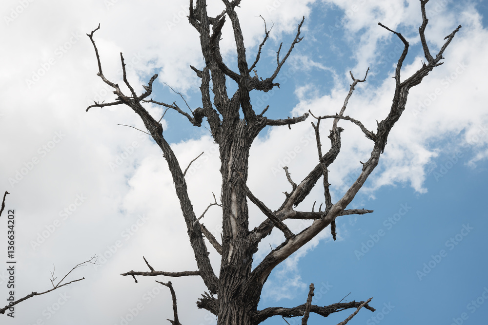 High altitude dead tree under blue sky. High altitude dead tree under blue sky.