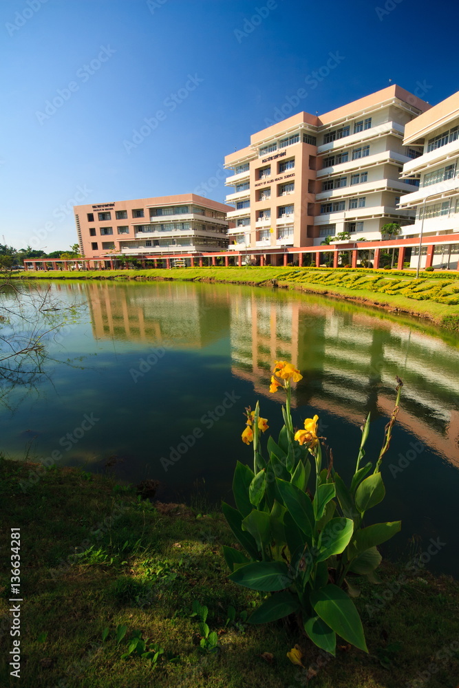 Obraz premium flower in morning