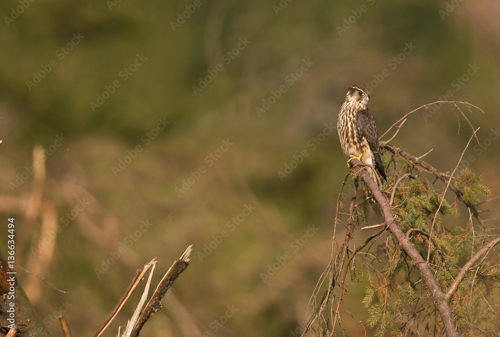 Falco columbarius/ Faucon émerillon Falco columbarius/ Faucon émerillon