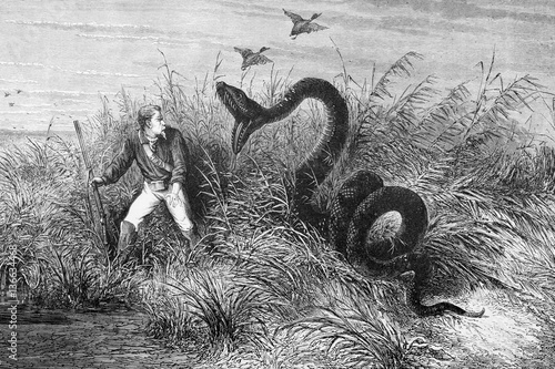 Illustration / Serpent Anaconda attaquant un chasseur
